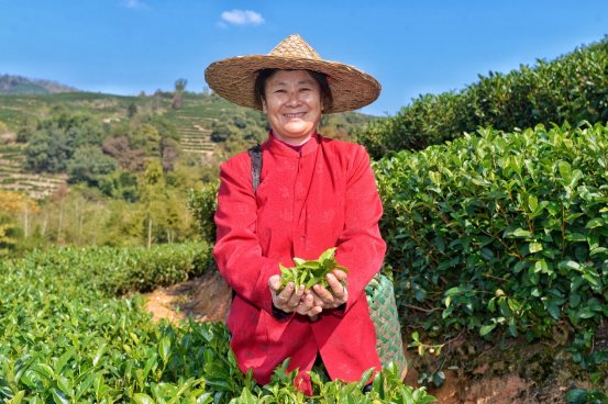 守护茶农“白金”山，沪上阿姨推出白金茶系列促进白茶产业振兴